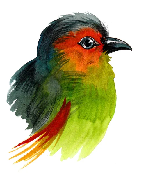 Färgglada Fågelhuvud Bläck Och Akvarell Ritning — Stockfoto