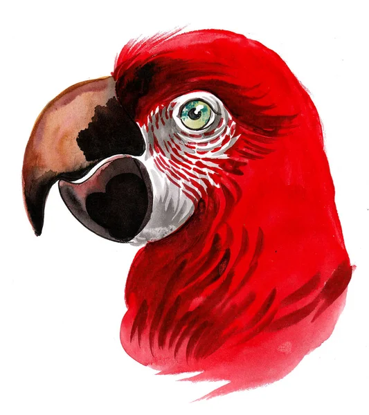 红鹦鹉头 墨水和水彩画 — 图库照片
