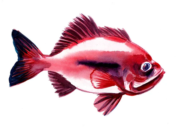 Красная Рыба Белом Фоне — стоковое фото