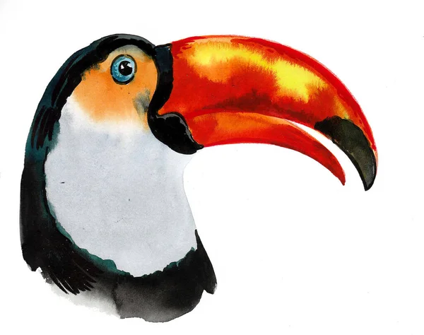 Toucanská Ptačí Hlava Kresba Inkoustem Akvarelem — Stock fotografie