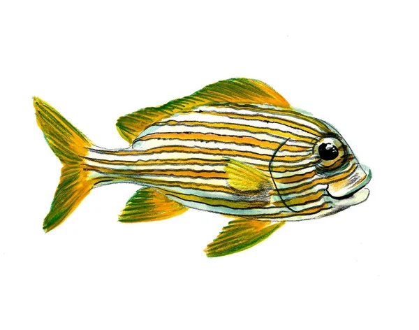 Ikan Karang Dengan Latar Belakang Putih Gambar Tinta Dan Cat — Stok Foto