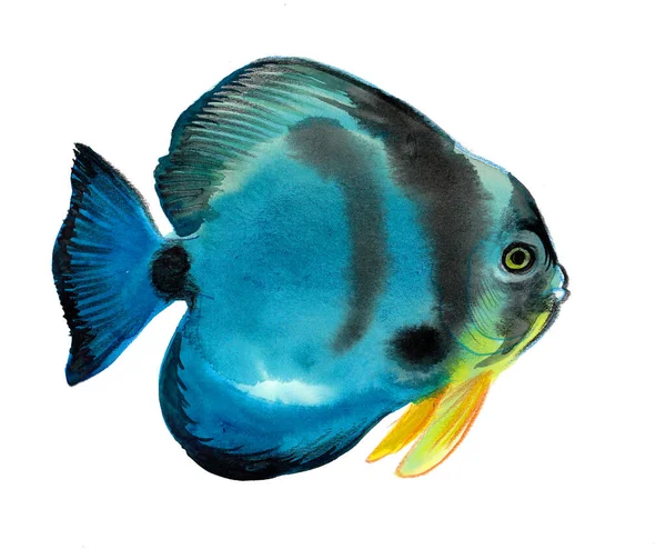 Голубой Риф Белом Фоне Чернила Акварель — стоковое фото