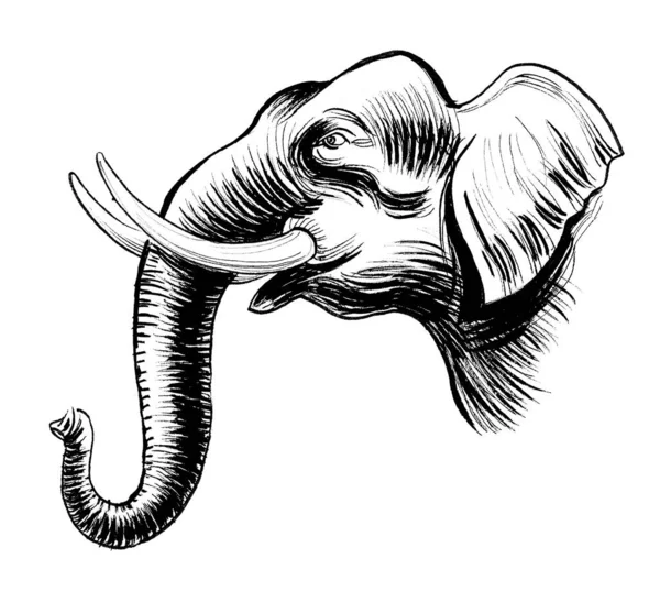 Sloní Hlava Černobílá Kresba Inkoustu — Stock fotografie