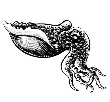 Mürekkep balığı. Mürekkep siyah beyaz çizim
