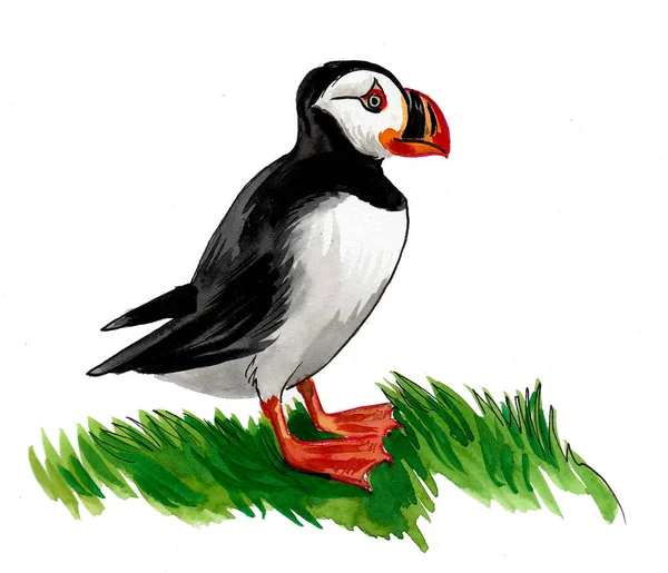 Puffin Drawing Realistic  Drawing Skill
