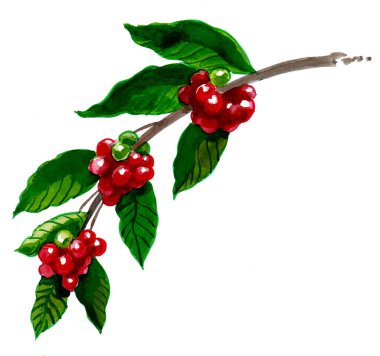 Kahve ağacı dalı. Mürekkep ve suluboya çizim