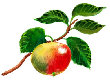 Ağaç dalında elma meyvesi. Mürekkep ve suluboya çizim