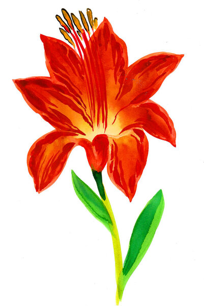 Blossoming orange lily flower on white background. Watercolor painting