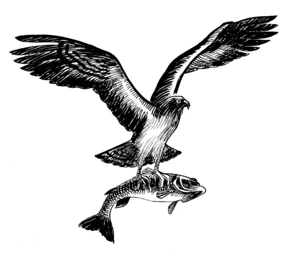 带着鱼的飞鹰墨水黑白画 — 图库照片