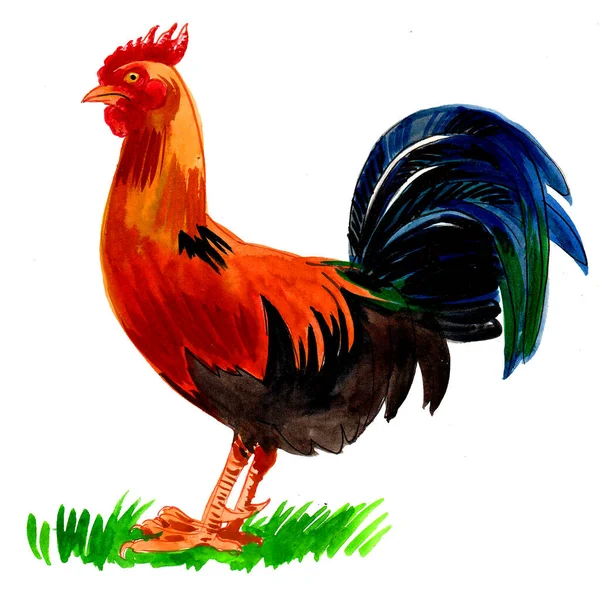 色彩斑斓的公鸡鸟 油墨和水彩画 — 图库照片