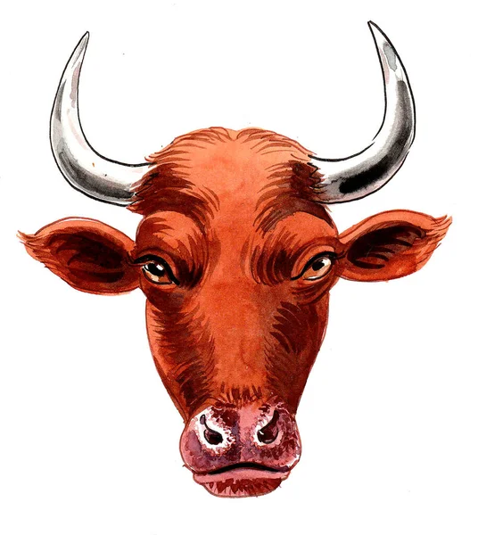 Cow Head Ink Watercolor Drawing — Stock Photo, Image