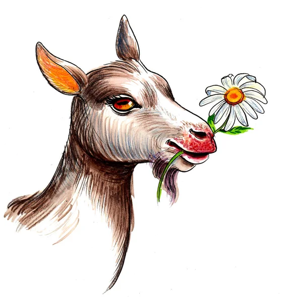 Goat Eating Flower Ink Watercolor Drawing — Stock Photo, Image