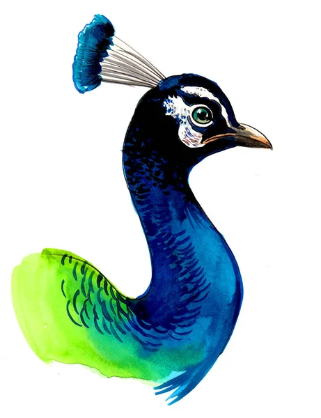 Pfauenvogelkopf Auf Weißem Hintergrund Tusche Und Aquarell Skizze — Stockfoto