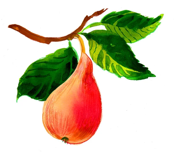 Owoce Gruszki Gałęzi Drzewa Malowanie Tuszem Akwarelami — Zdjęcie stockowe