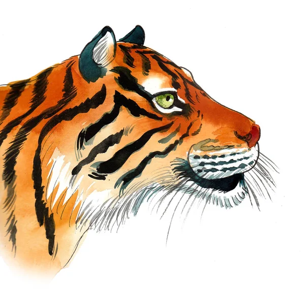 Cabeza Tigre Dibujo Tinta Acuarela —  Fotos de Stock