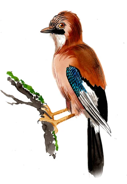 Jay Pájaro Una Rama Árbol Dibujo Tinta Acuarela — Foto de Stock