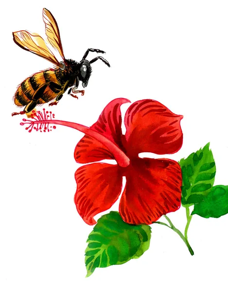 Vörös Hibiszkusz Virág Repülő Méh Tinta Akvarell Festés — Stock Fotó