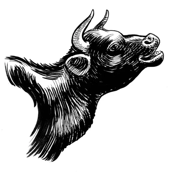 Kuhkopf Schwarz Weiße Tuschezeichnung — Stockfoto