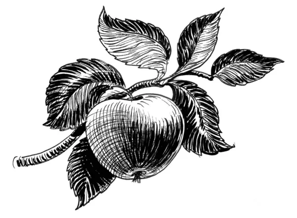 Appelfruit Boomtak Inkt Zwart Wit Tekening — Stockfoto