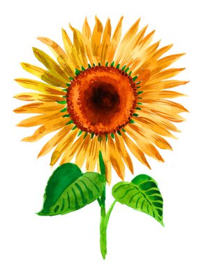 Beyaz arka planda yeşil yapraklı çiçek açan ayçiçeği