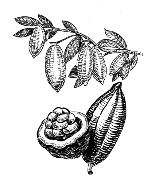 Boabe Cacao Ramura Copacilor Cerneală Desen Alb Negru — Fotografie, imagine de stoc
