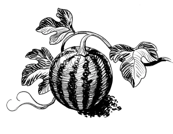Watermelon Fruit Branch Hand Drawn Ink Paper Retro Styled Sketch — Stock Photo, Image