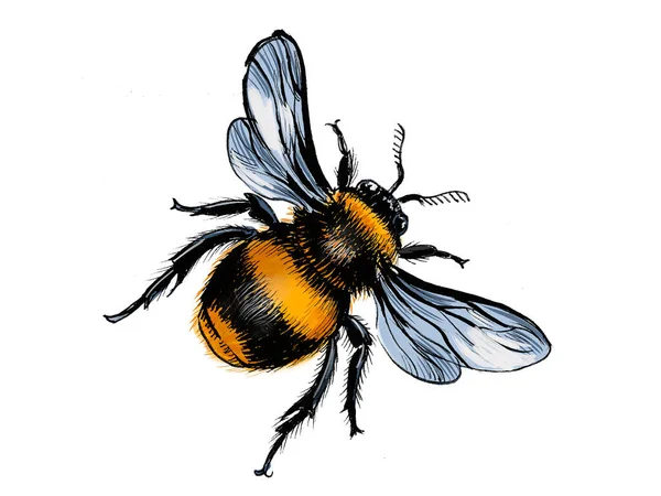 Μεγάλη Μέλισσα Χέρι Ζωγραφισμένο Μελάνι Χαρτί Και Ψηφιακή Έγχρωμη Απεικόνιση — Φωτογραφία Αρχείου
