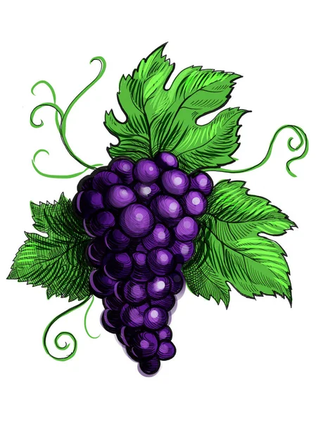 Banda Winogron Liśćmi Ręcznie Rysowane Atramentem Papierze Cyfrowo Kolorowych Ilustracji — Zdjęcie stockowe