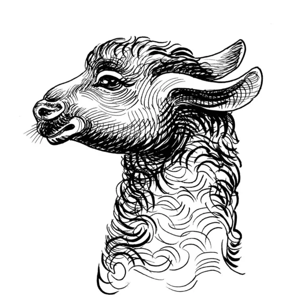 Alpačí Hlava Ručně Kreslený Inkoust Černobílém Papíře — Stock fotografie