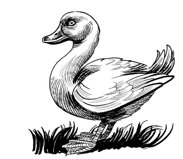 Uccello Anatra Inchiostro Disegnato Mano Carta Illustrazione Bianco Nero — Foto Stock