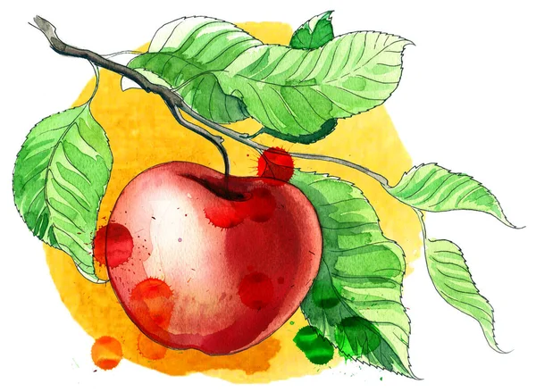 Ağaçta Kırmızı Elma Sıçraması Kağıda Elle Çizilmiş Mürekkep Suluboya — Stok fotoğraf