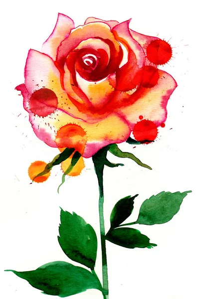 黄色背景上的红玫瑰花 手绘墨水和水彩画在纸上 — 图库照片