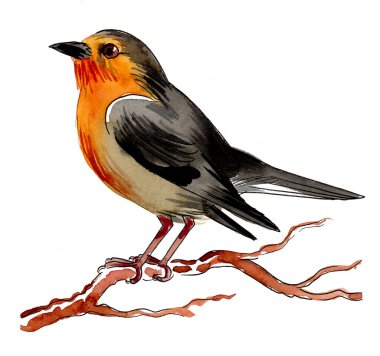 Ağaç dalındaki kuş. Kağıda elle çizilmiş mürekkep ve suluboya.