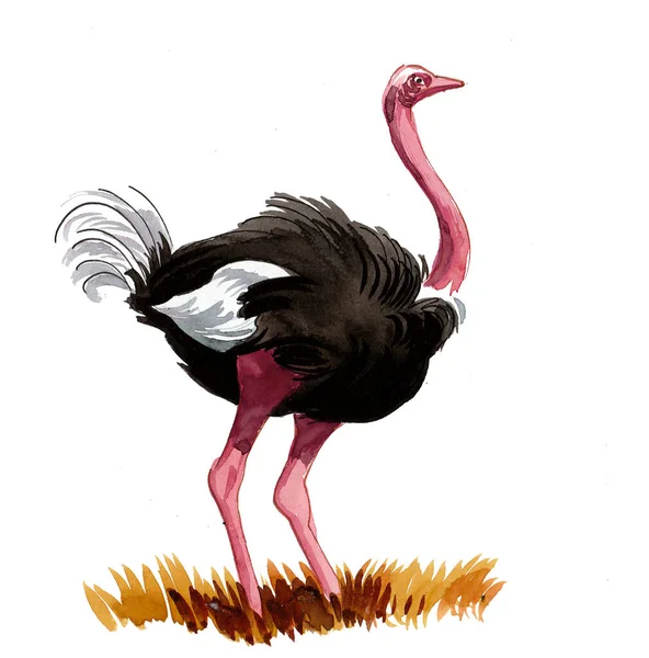 Страусиная Птица Ручные Чернила Акварель Бумаге — стоковое фото