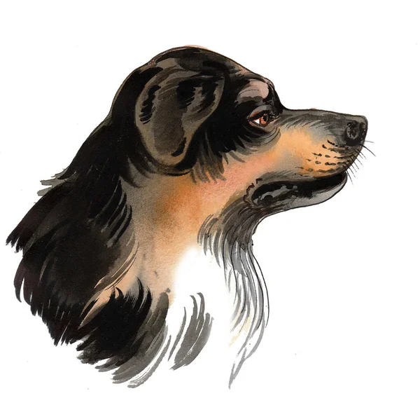 Hundekopf Handgezeichnete Tusche Und Aquarell Auf Papier — Stockfoto