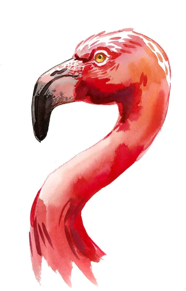 Голова Птицы Фламинго Чернила Акварель Бумаге — стоковое фото