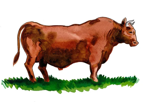 Großer Brauner Stier Auf Grünem Gras Handgezeichnete Tusche Und Aquarell — Stockfoto