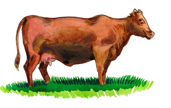 Grazing Cow Hand Drawn Ink Watercolor Paper — Stock Photo, Image