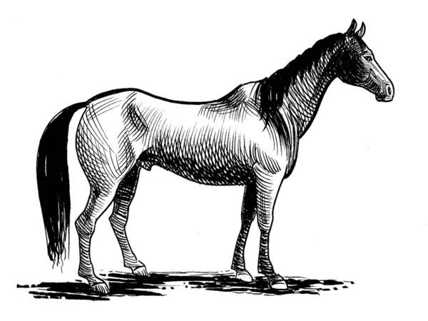 Stojící Kůň Ručně Kreslený Inkoust Černobílý Náčrt Papíru — Stock fotografie