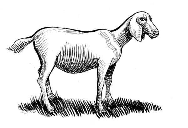 Πρόβατα Μελάνι Ασπρόμαυρο Σχέδιο — Φωτογραφία Αρχείου