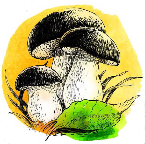 Essbare Pilze Und Grünes Blatt Handgezeichnete Tusche Und Aquarell Auf — Stockfoto