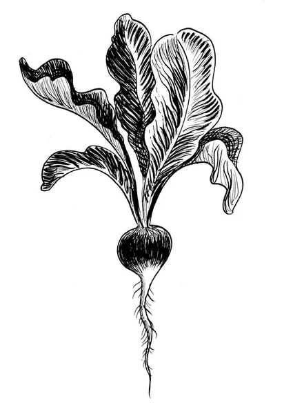 Radish Root Vegetable Hand Drawn Black White Ink Paper Drawing — Stock Photo, Image
