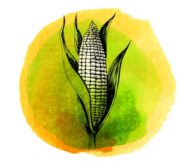 Uprawa Kukurydzy Ręcznie Rysowany Tusz Akwarela Papierze — Zdjęcie stockowe