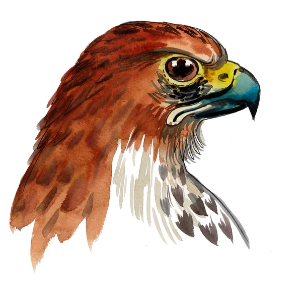 Falcon Bird Head Ink Watercolor Drawing — 图库照片