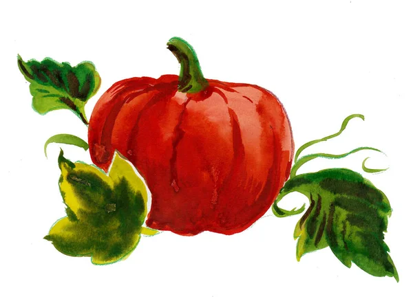 Warzywa Dyniowe Rysunek Atramentu Akwareli — Zdjęcie stockowe