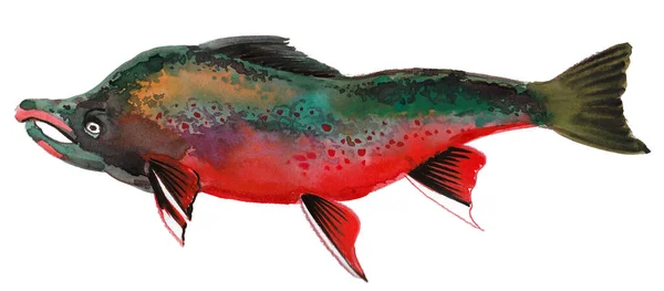 Ikan Salmon Liar Gambar Tinta Dan Cat Air — Stok Foto
