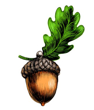 Meşe yapraklı mısır. Kağıda el çizilmiş mürekkep, tablete de el boyanmış.