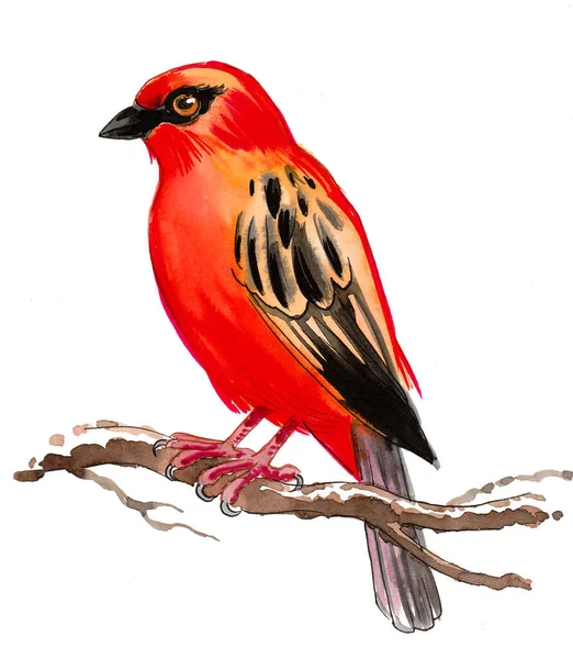 Colorido Pájaro Sentado Rama Del Árbol Dibujo Tinta Acuarela — Foto de Stock