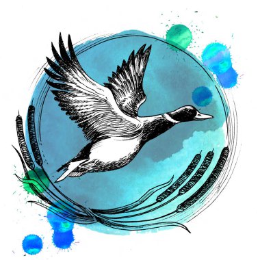 Uçan yaban ördeği. Elle çizilmiş mürekkep ve sıçramalı suluboya resim.