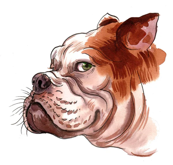 Bull Dog Head Ručně Kreslený Inkoust Akvarel Papíře — Stock fotografie